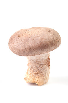 porcini mushrooms on white background