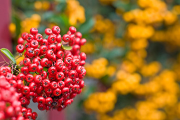 Buisson ardent Pyracantha rouge et jaune