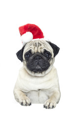 Portrait of a pug dog in a Santa Claus hat