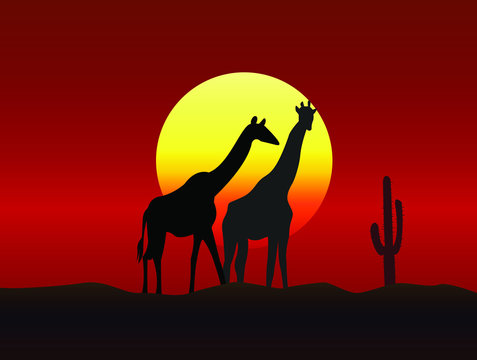 African landscape in sunset time with giraffes