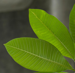 texture of green leaves