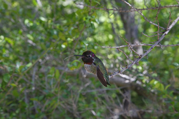 Volcano Hummingbird (Selasphorus Flammula)