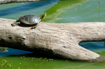 Fototapeta premium Turtle