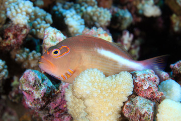 Monokel Büschelbarsch