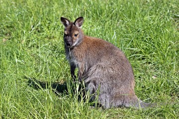 Bennettkänguru auf der Wiese