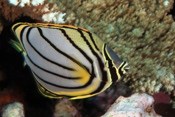 Fototapeta na wymiar Czarny pasek butterflyfish