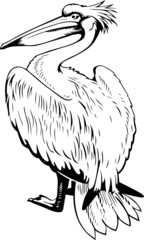 Pelican