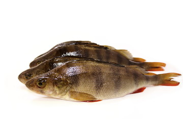 Свежие окуни
