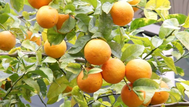 Orange tree with fruits