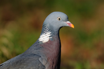 Ringeltaube