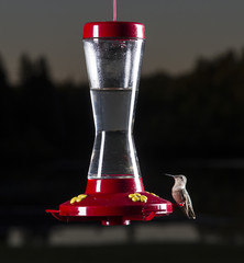 Going for a sip