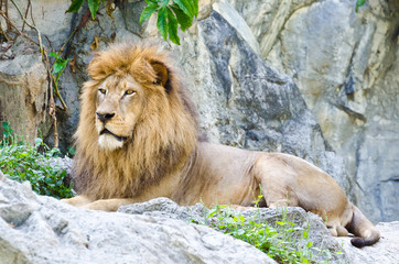 Fototapeta na wymiar Male Lion