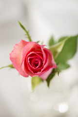Fototapeta na wymiar Rose Symbol