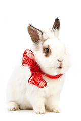 White fancy rabbit with a bow over white