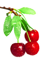 Cherries on a branch