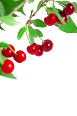 Cherries on a branch