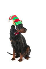 Dog with elf hat