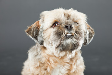 Shih tzu dog on dark grey background. Studio portrait.