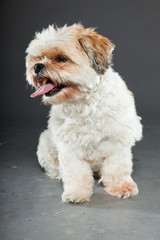 Shih tzu dog on dark grey background. Studio portrait.