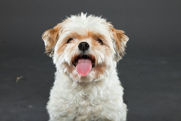 Shih tzu dog on dark grey background. Studio portrait.