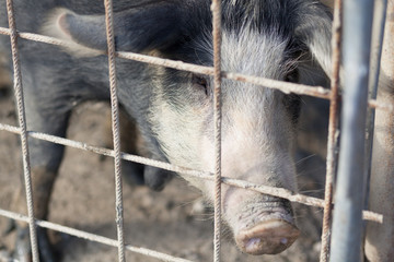 Pig inside a cage