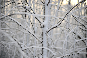 Fototapeta na wymiar small tree in winter landscape