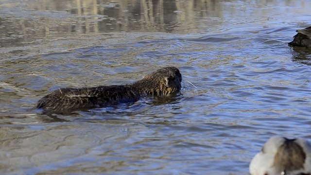 Nutria,Sumpfbiber