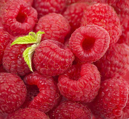 Red raspberry