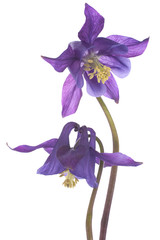 columbine