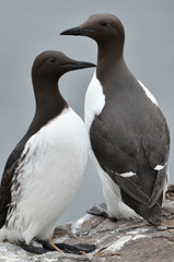 Couple de Guillemots