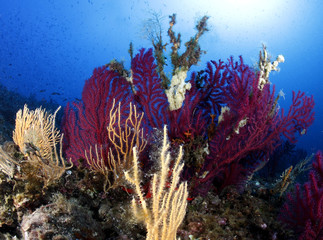 Fototapeta na wymiar żółty czerwony koral akwarium ryby