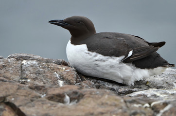 Guillemot de Troïl