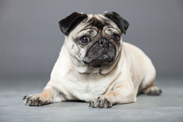 Obraz premium Pug dog on grey background. Studio shot.