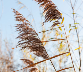 Closeup of reeds waving in the wind