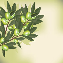 Olive branch with leaves