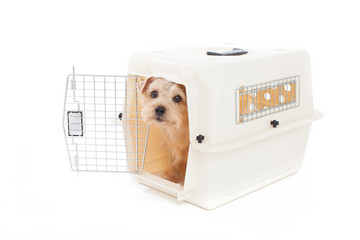 キャリーバッグに入ったノーフォークテリア