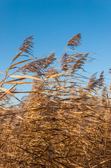 Fototapeta premium Closeup of reeds waving in the wind