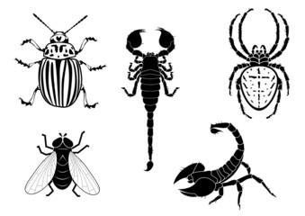 potato beetle, fly, scorpion and spider