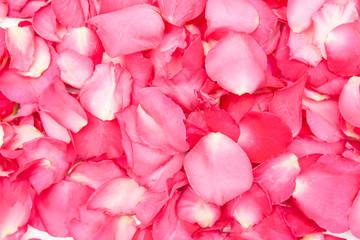 Rose Petals