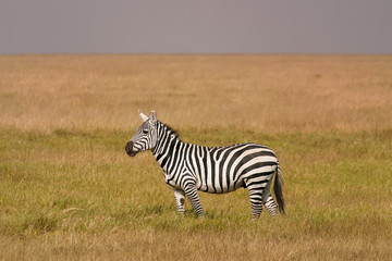 Amboseli zebra