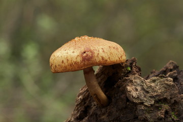 Parasol