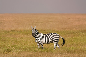 Fototapeta na wymiar Amboseli zebra