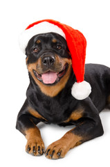Santa Rottweiler
