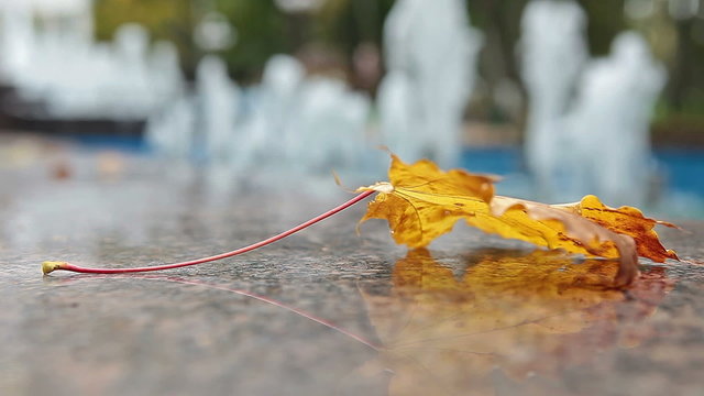 Yellow maple leaf laying on marble edge