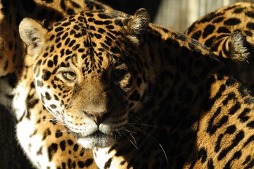 Giaguaro © massimhokuto