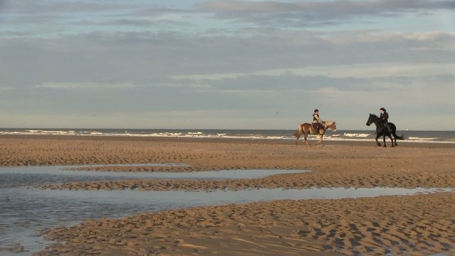 chevaux sur la plage