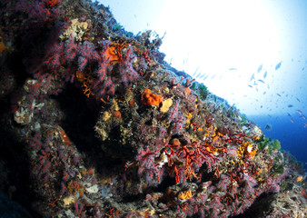 Plakat czerwony koral podwodne dna