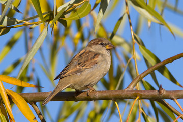 House Sparrow on branch, Passer domesticus