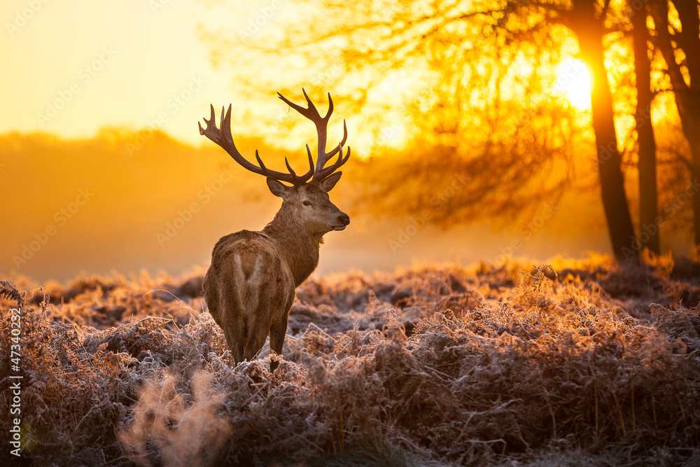 Wall mural red deer in morning sun.