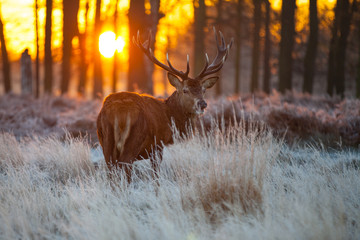 Red Deer in morning Sun. 